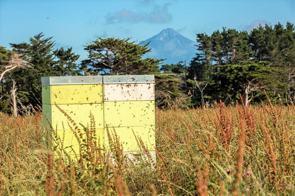Bienenstöcke für Manuka Honig in der Taranaki Region, im Hintergrund Mt Egmont 