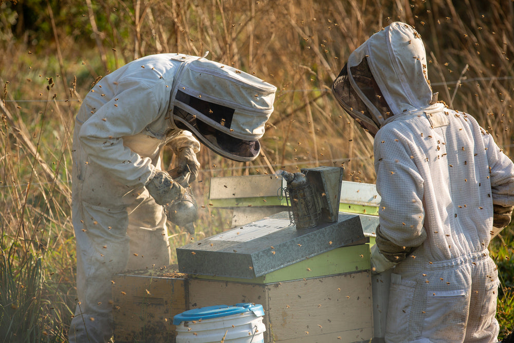 Zwei neuseeländische Imker in Schutzkleidung bei der Arbeit an einem Manuka Honig Bienenstock