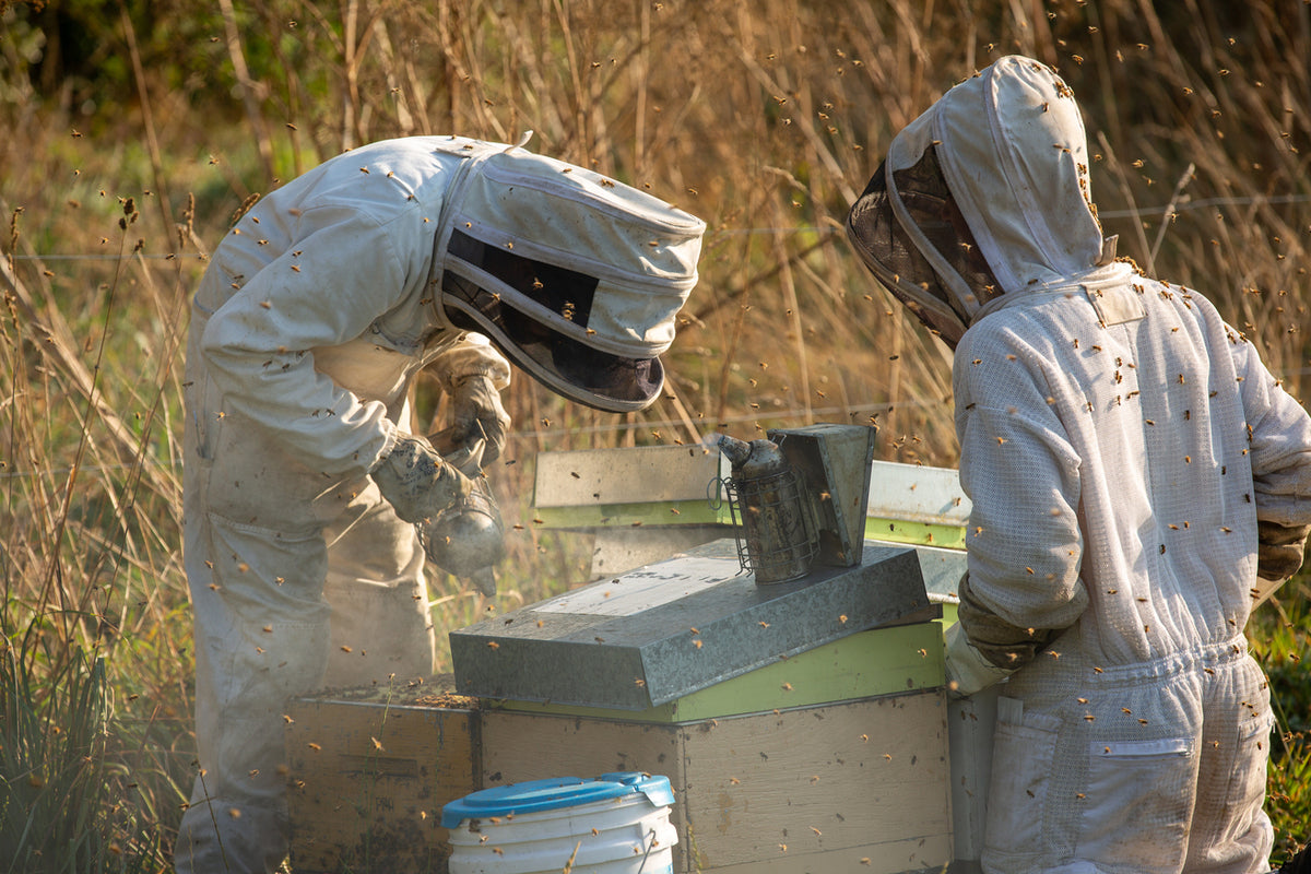 Zwei neuseeländische Imker in Schutzkleidung bei der Arbeit an einem Manuka Honig Bienenstock