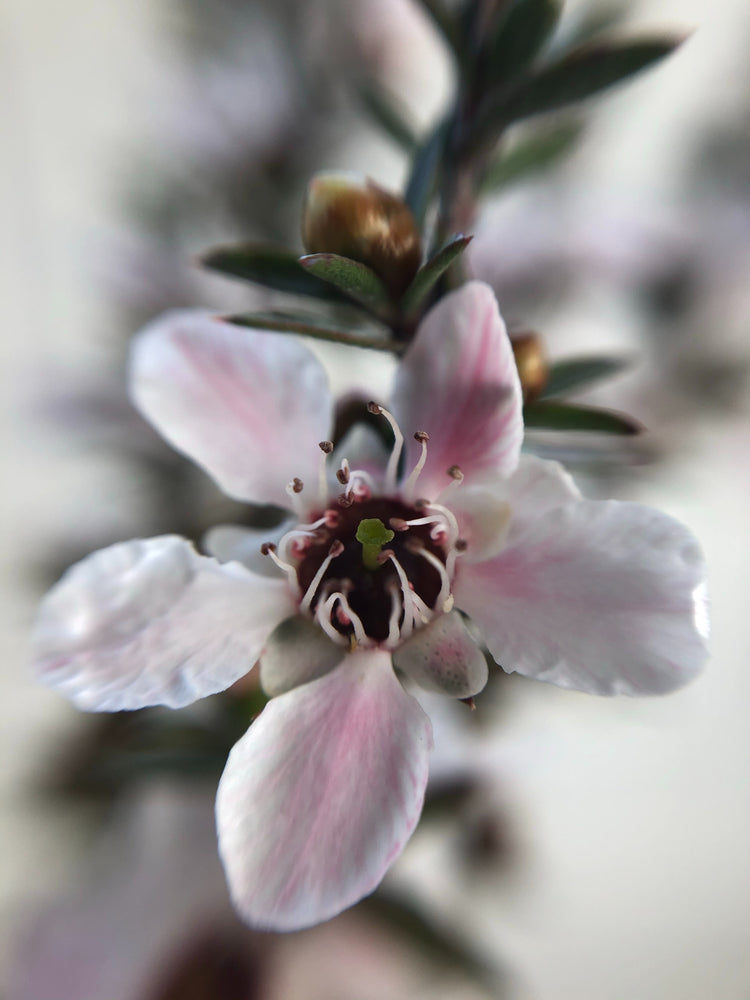 Nahaufnahme einer wunderschönen weis-rosaroten Manuka Blüte