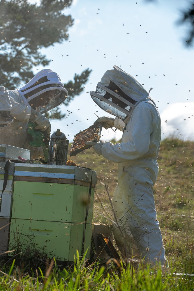 
                  
                    Zwei neuseeländische Imker in Schutzkleidung an einem Manuka Honig Bienenstock 
                  
                