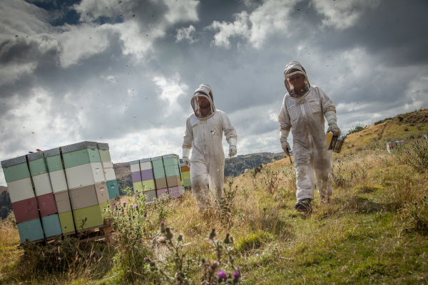 
                  
                    Zwei Imker mit mehreren Bienenstöcken für Manuka Honig in Neuseeland 
                  
                