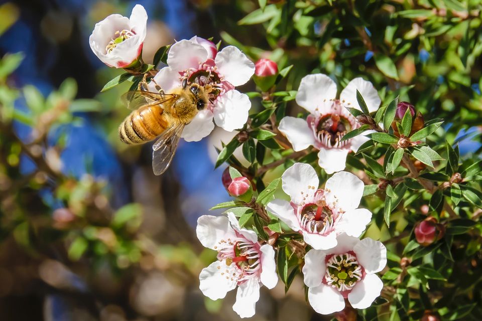 
                  
                    Manuka Blüten mit Honigbiene
                  
                